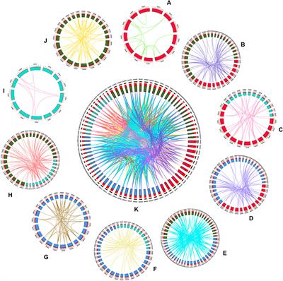 Identification and Structure Analysis of KCS Family Genes Suggest Their Reponding to Regulate Fiber Development in Long-Staple Cotton Under Salt-Alkaline Stress